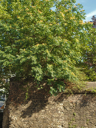 Burgmauer mit Busch Foto 