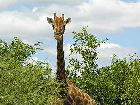 Giraffe