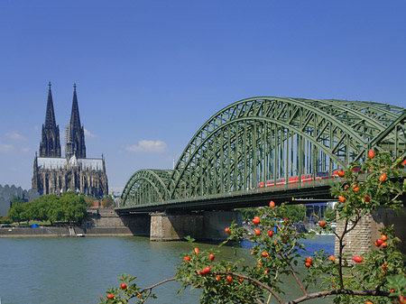 Fotos Strauch vor Hohenzollernbrücke | Köln