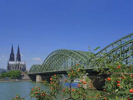 Fotos Strauch vor Hohenzollernbrücke