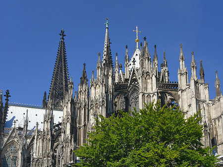 Kölner Dom mit Baum Foto 