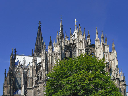 Foto Kölner Dom mit Baum - Köln