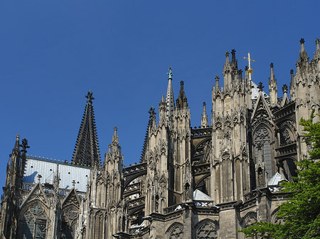 Kölner Dom mit Baum Foto 