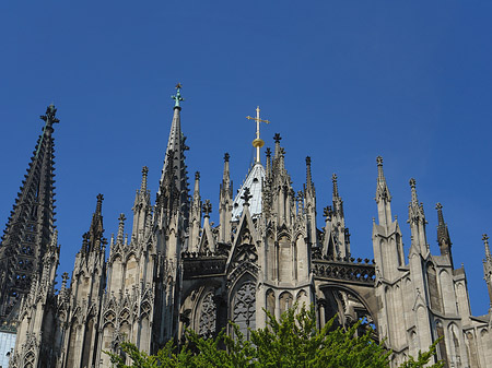 Kölner Dom mit Baum Foto 