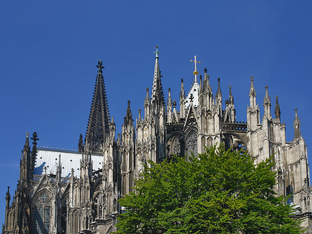 Kölner Dom mit Baum