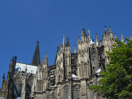 Foto Kölner Dom mit Baum