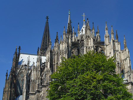 Foto Kölner Dom mit Baum