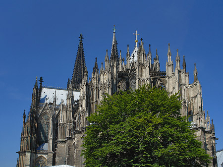 Fotos Kölner Dom mit Baum | Köln