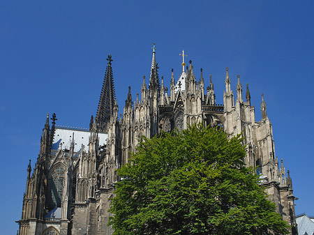 Fotos Kölner Dom mit Baum | Köln