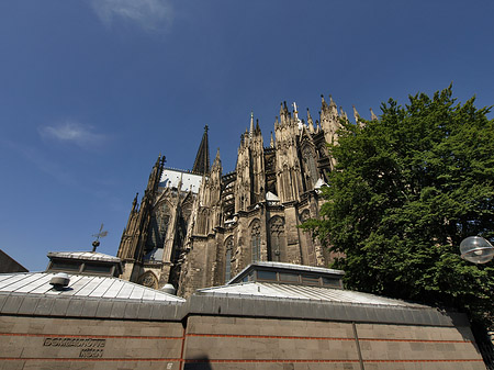 Kölner Dom mit Baum