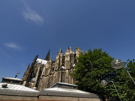 Kölner Dom mit Baum