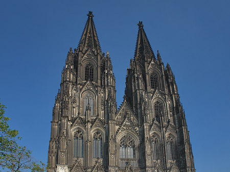 Foto Kreuzblume vor Kölner Dom